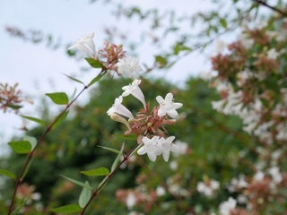 abelia.jpg