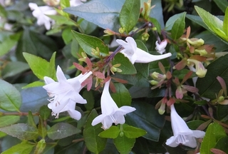 abelia.jpg