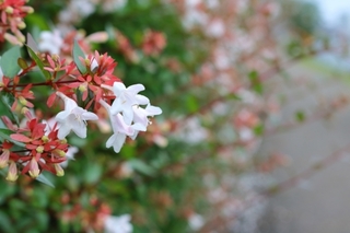 abelia2.jpg