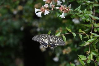 abelia_butterfly.jpg