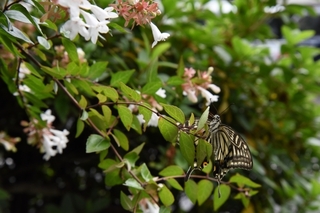 abelia_butterfly2.jpg