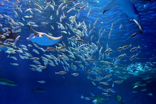 aquarium.jpg