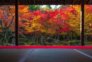 autumn-momiji.jpg