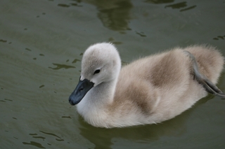 baby-swan.jpg