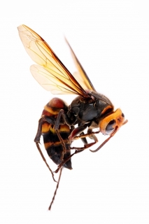 bee2.jpg