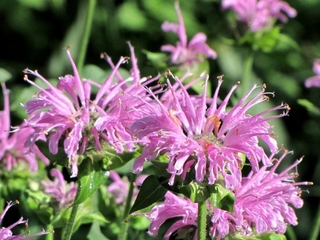 bee_balm.jpg