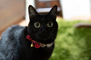 black-cat.jpg
