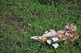 bone-flower.jpg