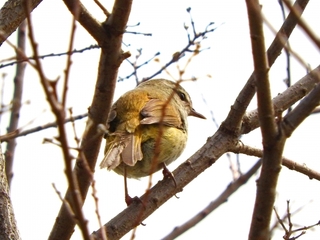 bushwarbler.jpg