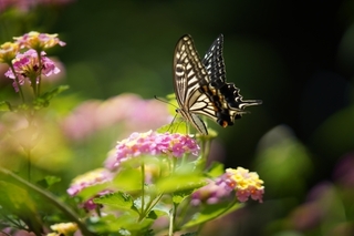 butterfly.jpg