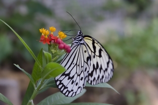 butterfly-milkweed.jpg