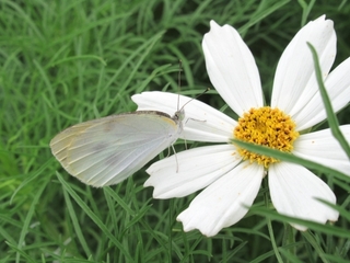 butterfly.jpg