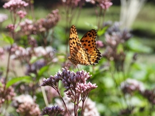 butterfly2.jpg