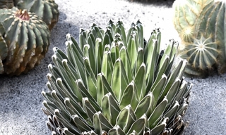 cactus.jpg