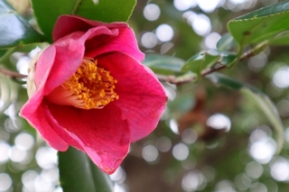 camellia.jpg