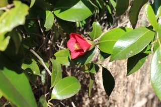 camellia.jpg