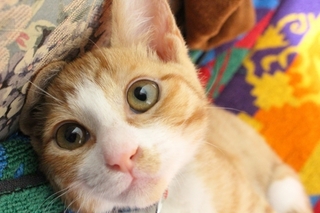 cat.jpg