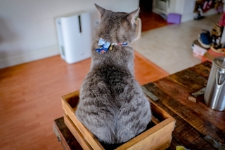 cat-in-the-box.jpg