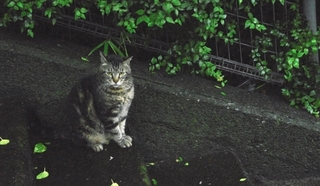 cat-rain.jpg