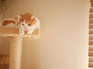 cat-tower.jpg