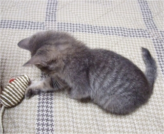 cat3.jpg