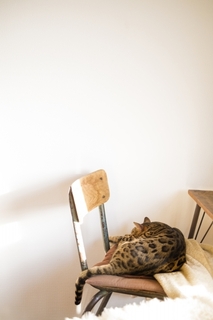 cat_chair.jpg