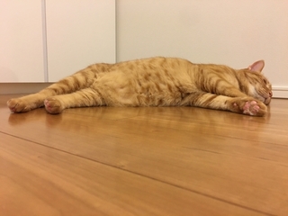 cat_sleeping.jpg