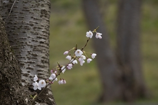 cherry-sakura.jpg
