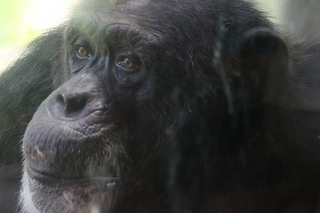 chimpanzee.jpg