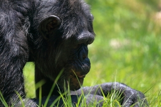chimpanzee2.jpg