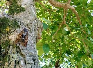 cicada.jpg