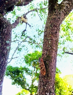cicada.jpg