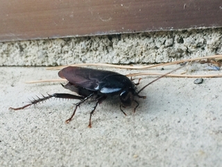 cockroach.jpg