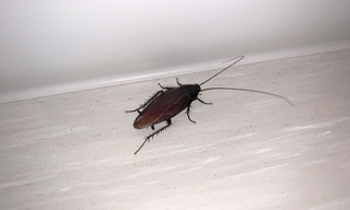 cockroach_2.jpg