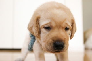 cold-dog.jpg
