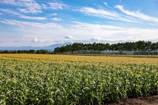 corn_field.jpg