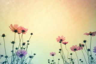 cosmos.jpg