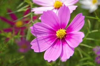 cosmos2.jpg