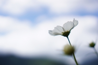 cosmos3.jpg