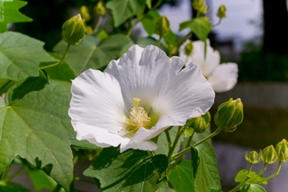 cotton_rosemallow.jpg