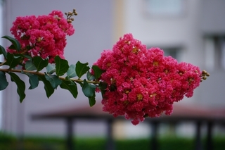 crape_myrtle3.jpg