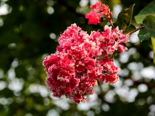 crape_myrtle4.jpg