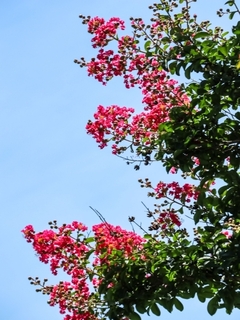 crape_myrtle5.jpg