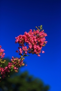 crape_myrtle6.jpg