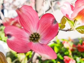 dogwood_flower.jpg