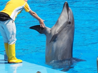dolphin.jpg