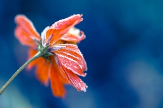 dying-cosmos.jpg