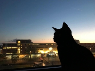 evening_cat.jpg