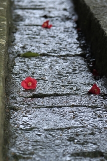 fallen_camellia.jpg