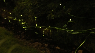 fireflies.jpg
